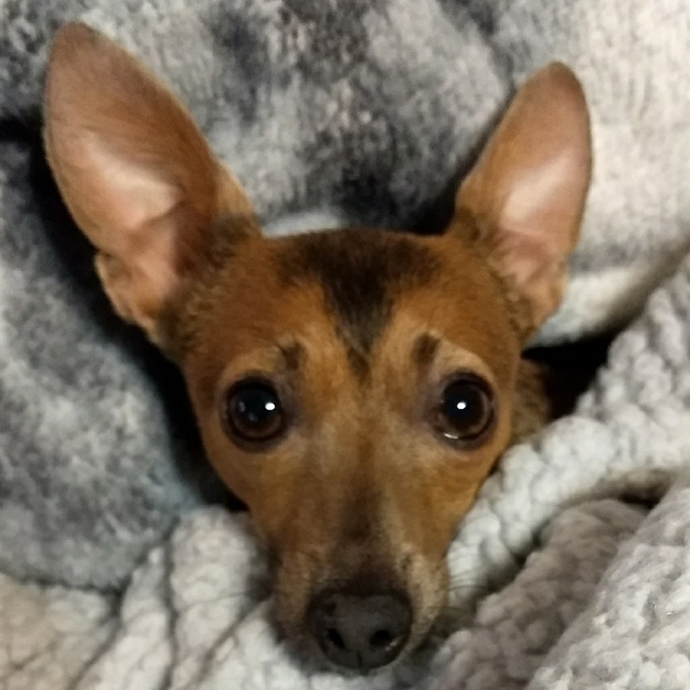 Meet your Posher, Natalie